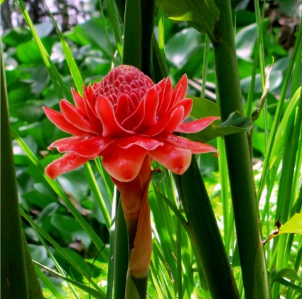 fleur