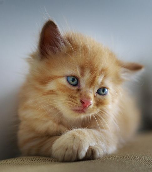 photo, chat, animaux, animal
