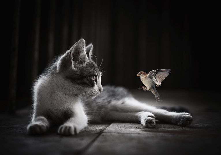 photo, chat, animaux, animal