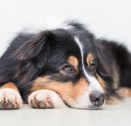 photo, chien, animaux, animal