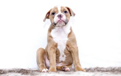 photo, chien, animaux, animal