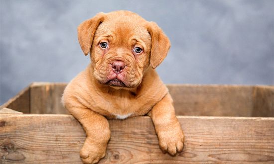 photo, chien, animaux, animal